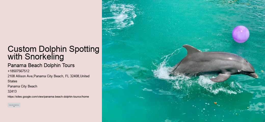 Custom Dolphin Spotting with Snorkeling