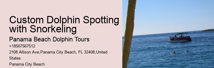 Elite Dolphin Spotting and Snorkeling Tours