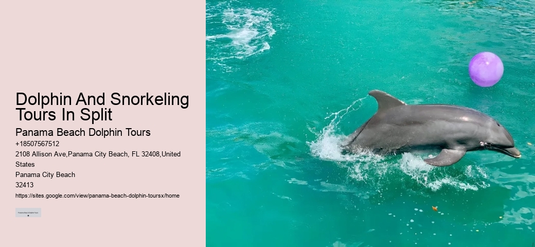 Dolphin And Snorkeling Tours In Split
