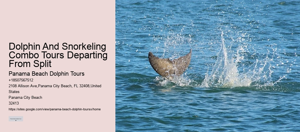 Dolphin Charter Near Me