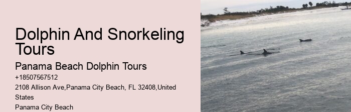 Split Thrilling Snorkeling And Dolphin Watching Charters