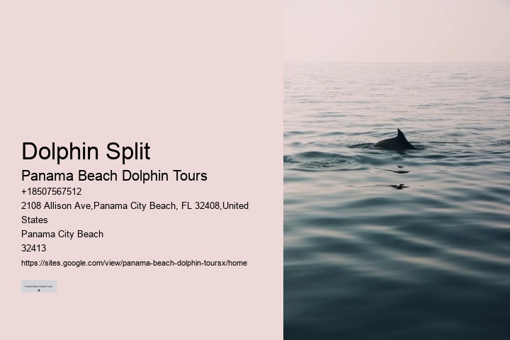 Split Charter Dolphin And Snorkeling Tours Cost