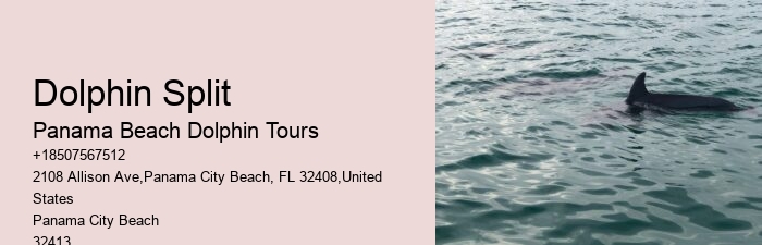 Elite Dolphin Adventure and Snorkeling