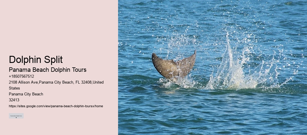 Can You Swim With Dolphins In Miami