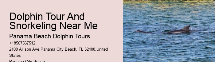 How Much Does It Cost To Swim With The Dolphins In Panama City Beach