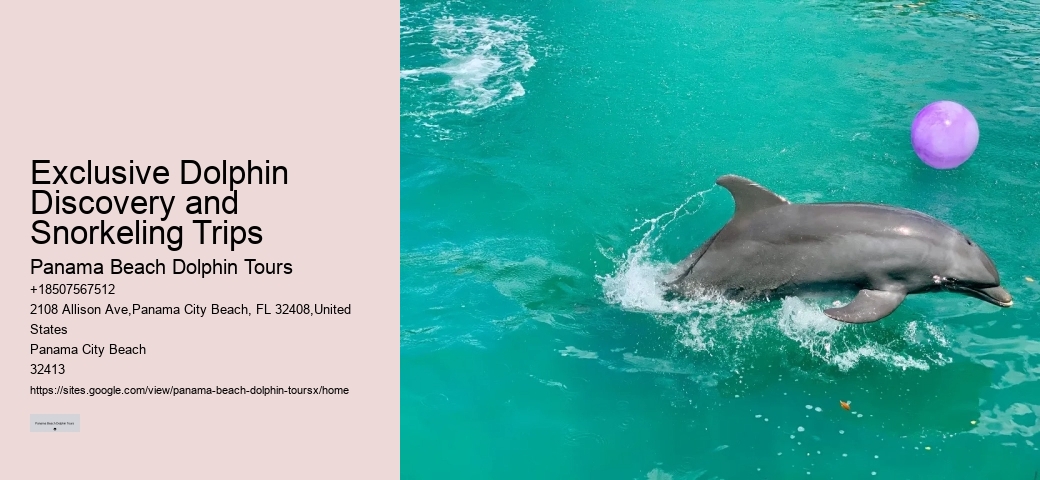 Exclusive Dolphin Discovery and Snorkeling Trips