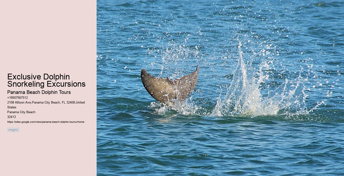 Individual Dolphin Swim and Snorkeling Tours