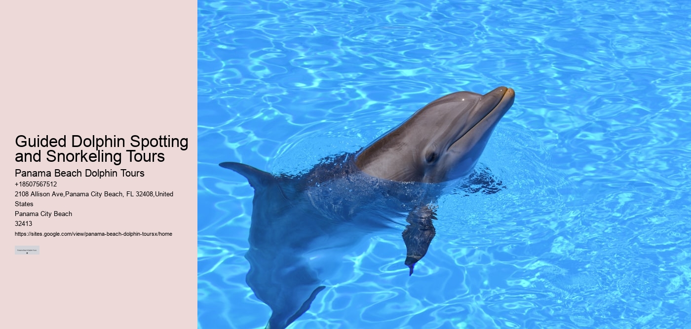 Guided Dolphin Spotting and Snorkeling Tours