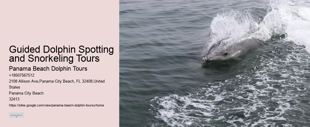 What Do You Wear To A Dolphin Encounter