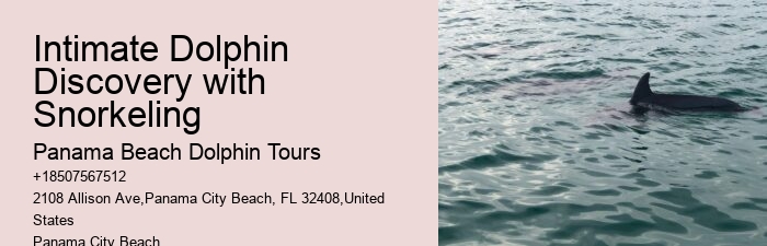 What Are The Negative Side Of Dolphins