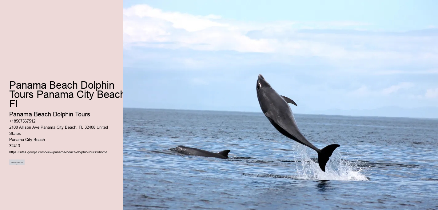 Is It Better To Swim With Dolphins In The Morning Or Afternoon