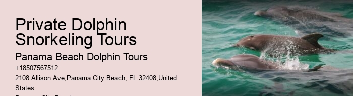 VIP Dolphin Encounter with Snorkeling