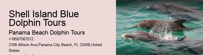 Best Time For Dolphin Watching San Diego