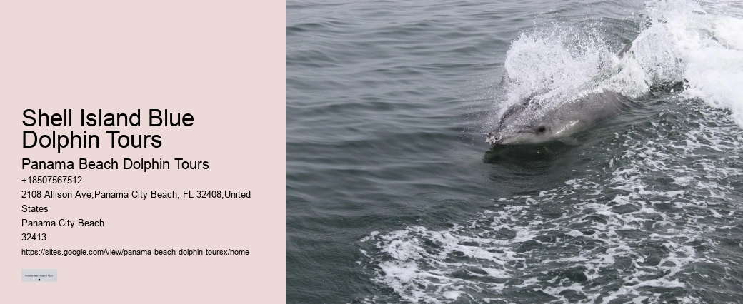 Do You Need Water Shoes To Swim With Dolphins