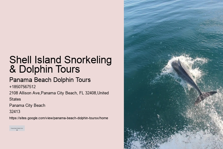 Elite Dolphin Watching with Snorkeling