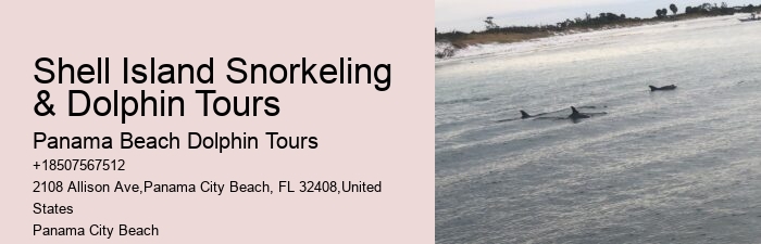 Exclusive Dolphin Exploration and Snorkeling