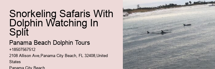 PCB Dolphin Viewing Tours