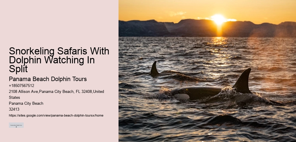 Panama City Beach dolphin discovery tours