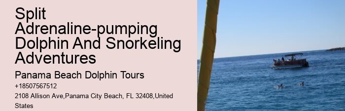 Panama City Beach Swim With Dolphins