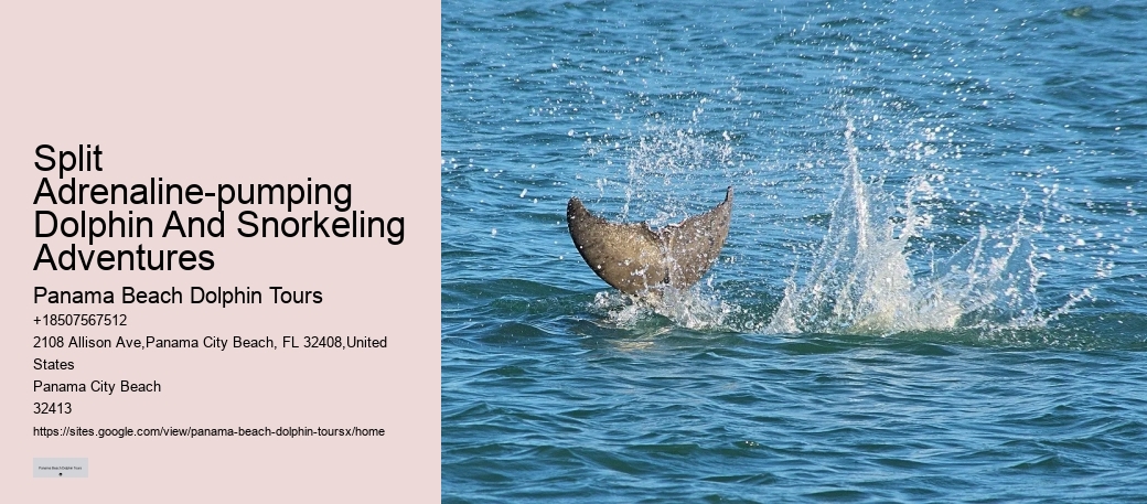 Premium Dolphin Adventure and Snorkeling Experience