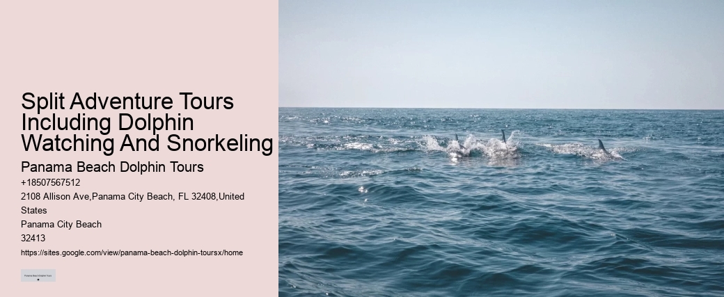 Can A Non Swimmer Swim With Dolphins