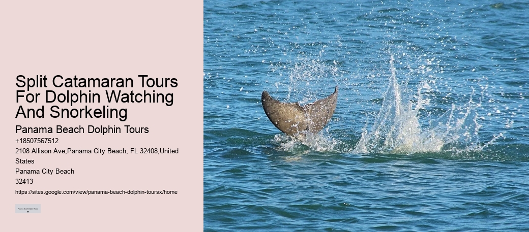 Guided Dolphin Expedition and Snorkeling Tours