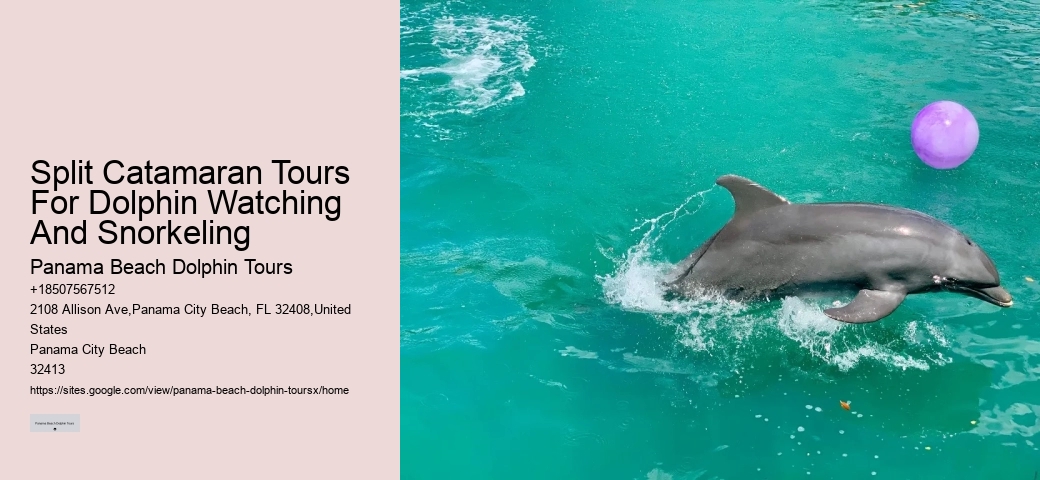 City Beach Dolphin Tours