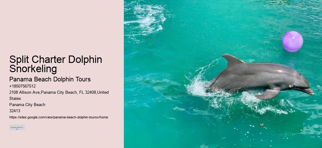 Panama City Beach dolphin discovery experiences