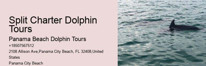 Panama Beach Dolphin Tours Panama City Beach
