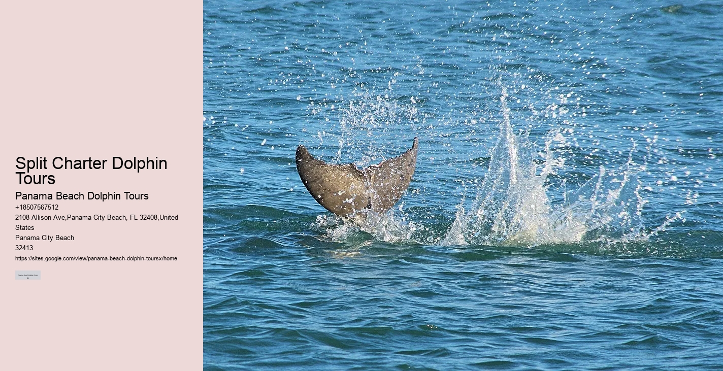 Snorkeling and Dolphin Tour