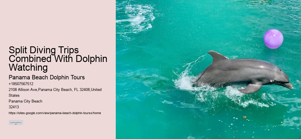 Split Diving Trips Combined With Dolphin Watching