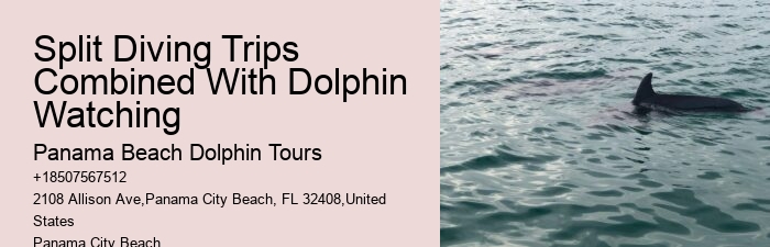 Best Dolphin Tours Panama City Beach