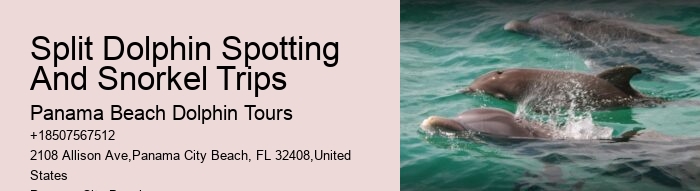 PCB Dolphin Watching Trips