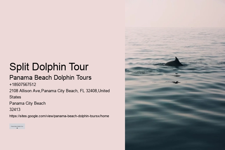 Where In Florida Do You Swim With Dolphins