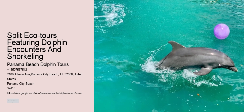 Split Eco-tours Featuring Dolphin Encounters And Snorkeling