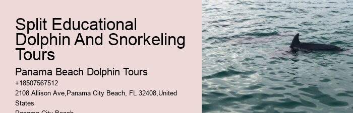 Tours to see dolphins in Panama City Beach