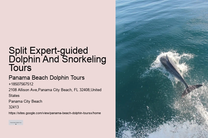 Dolphin Tour And Snorkeling Near Me