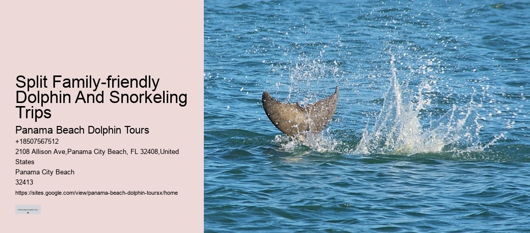 Dolphin Snorkeling Tours