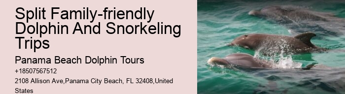 Individual Dolphin Discovery and Snorkeling