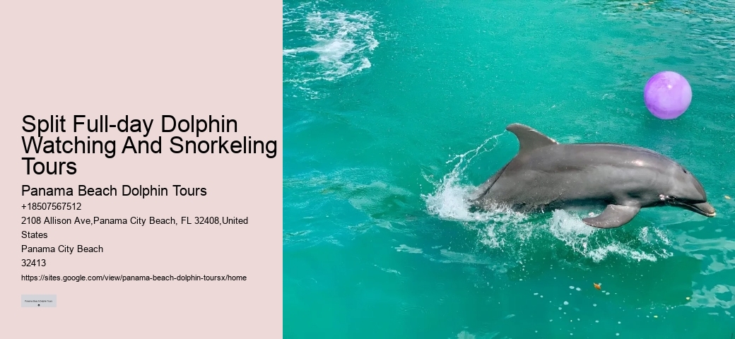 Split Full-day Dolphin Watching And Snorkeling Tours