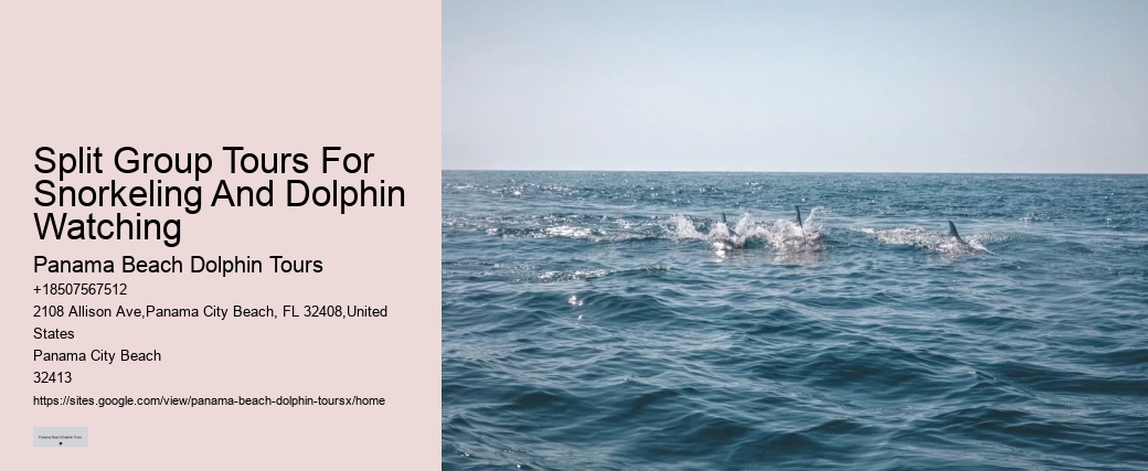 Dolphin Tours In Panama City Florida