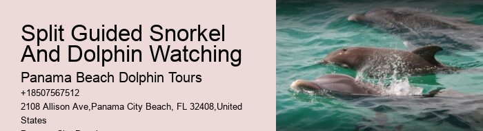 How Much Does It Cost To Swim With Dolphins In Florida