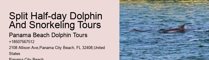 Deluxe Dolphin Expedition with Snorkeling