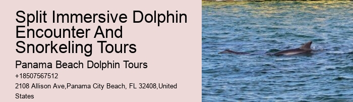 Dolphin And Snorkeling Day Trips From Split