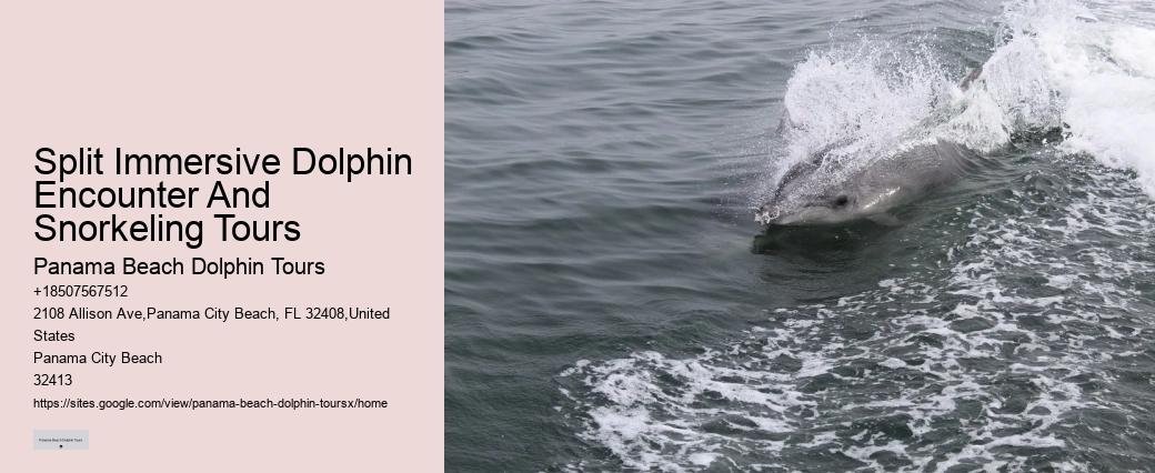 How Deep Is The Water When You Swim With Dolphins