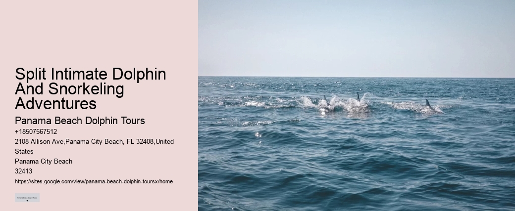 Deluxe Dolphin Swim and Snorkeling Trips