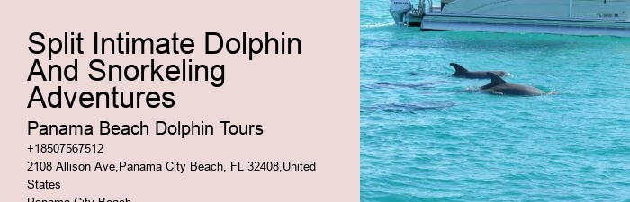 What Is The Best Time To See Dolphins In Panama City Beach