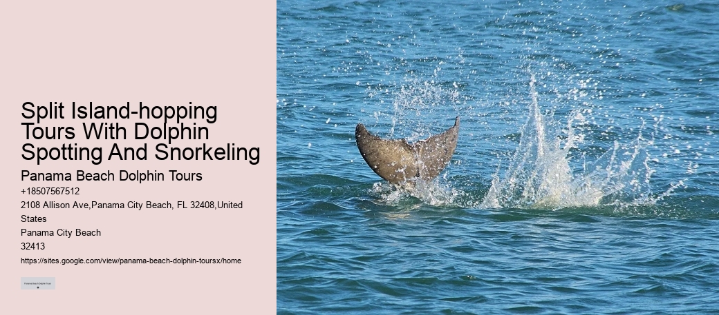 Are There Dolphins In Panama City Beach