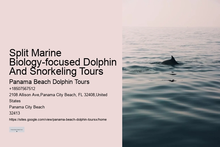 Panama City Beach dolphin sightseeing tours