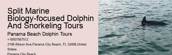 Split Luxury Snorkeling And Dolphin Experiences